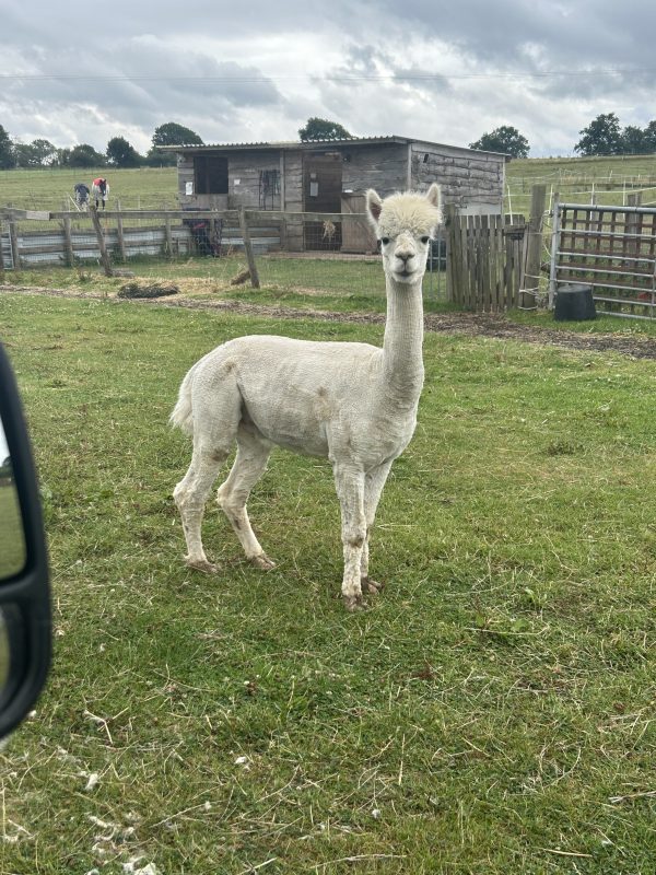 Llama