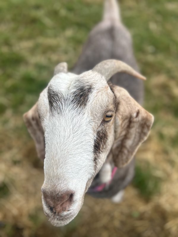Goat
